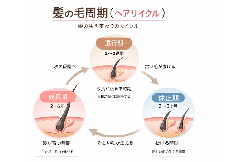 髪の毛周期（ヘアサイクル）