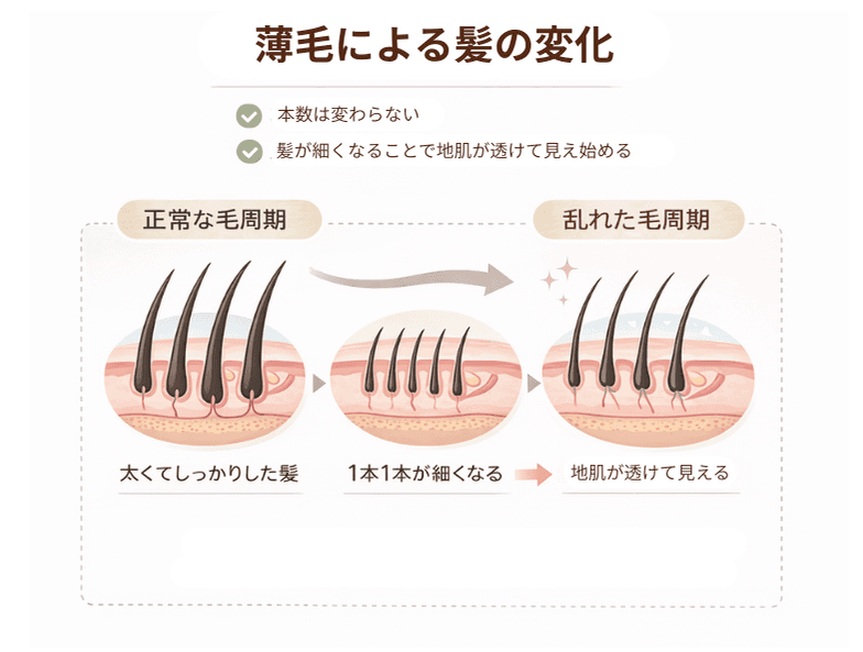 薄毛の初期に起こりやすい変化