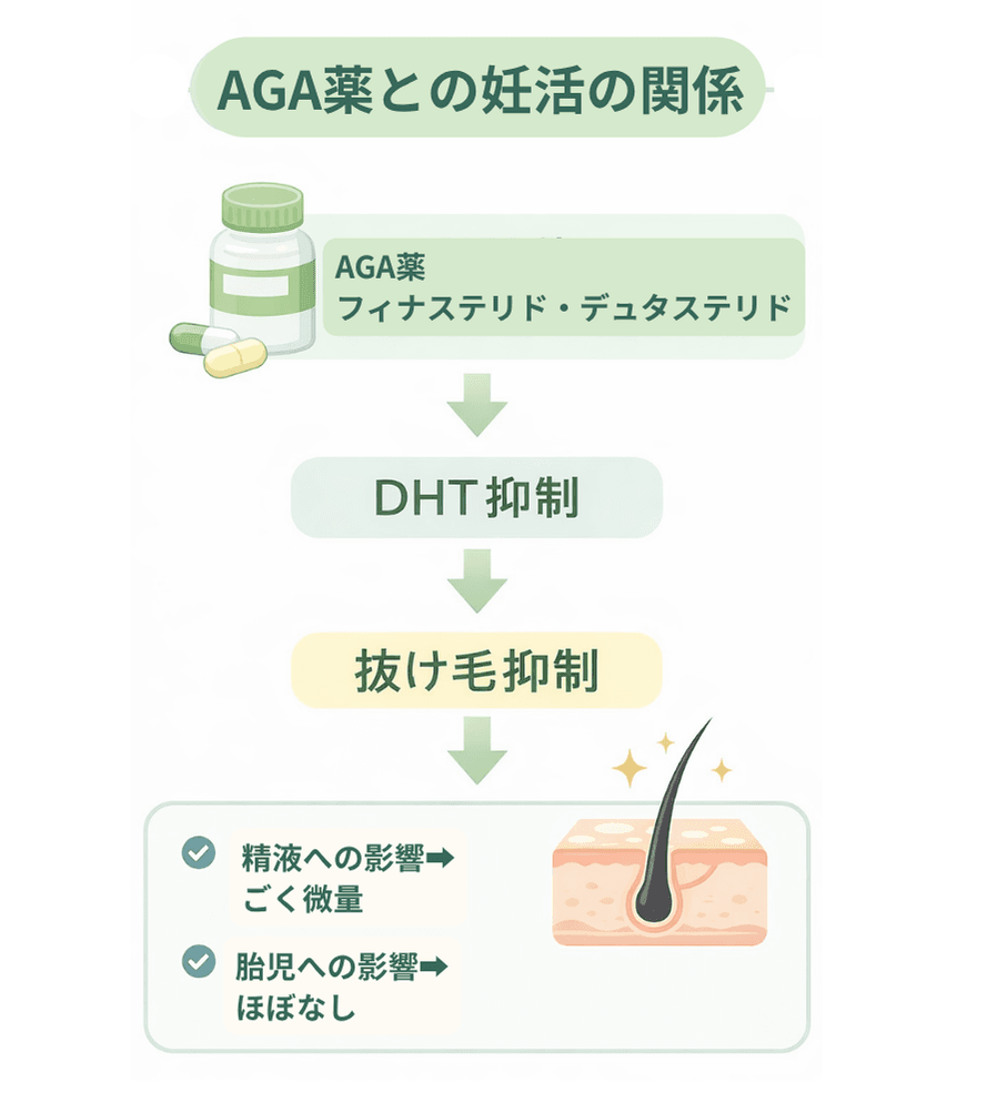 AGA薬との妊活の関係を示す図解。フィナステリド・デュタステリドによるDHT抑制の仕組みと、精液・胎児への影響がごく微量であることを説明