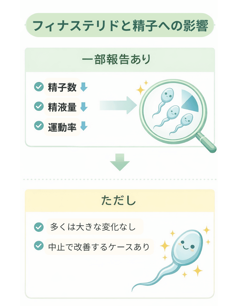 フィナステリドと精子への影響の図解。一部研究で精子数・精液量・運動率の低下報告があるが、多くは大きな変化なし、中止で改善するケースありと説明